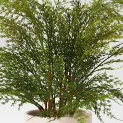 Small Artificial Asparagus Fern - Threshold™ -Bürolampen Verkäufe GUEST 18b9df82 b290 403f b5e9 60c536692415